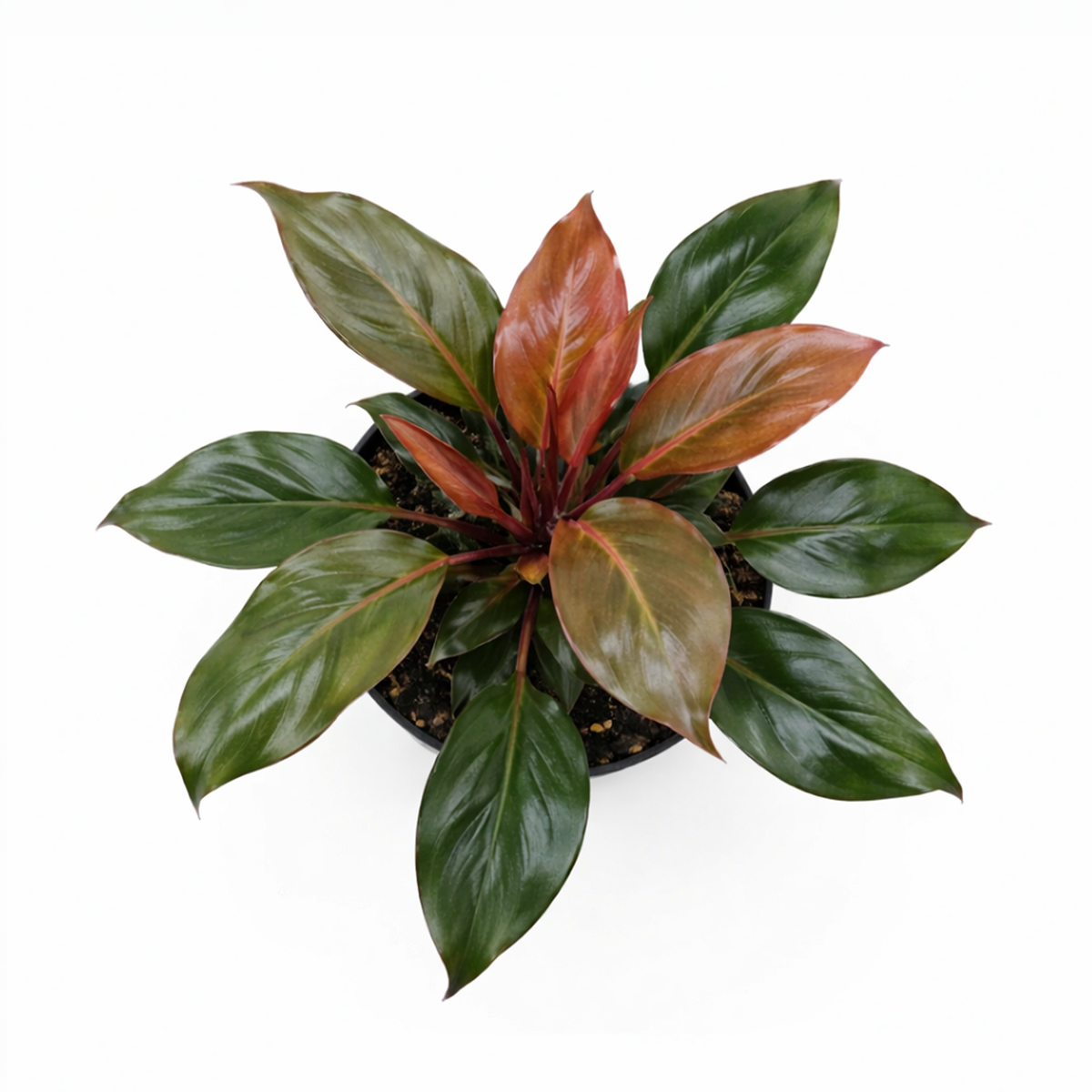 Philodendron Sun Red with Vibrant Red to Burgundy Foliage in 4 inch decorative pot, Self-heading philodendron varieties, Air purifying houseplant for home decoration