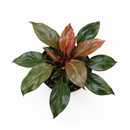 Philodendron Sun Red with Vibrant Red to Burgundy Foliage in 4 inch decorative pot, Self-heading philodendron varieties, Air purifying houseplant for home decoration