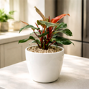 Philodendron Sun Red with Vibrant Red to Burgundy Foliage in 4 inch decorative pot, Self-heading philodendron varieties, Air purifying houseplant for home decoration