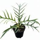 Philodendron Tortum Skeleton Key Plant, Air purifying houseplants for Home Office, Rare Philodendron varieties