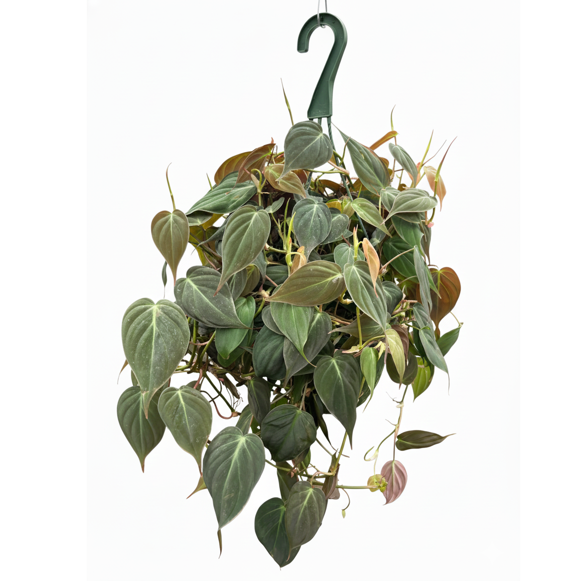 8 inch Philodendron Micans, large trailling houseplants, easy to grow indoor plants