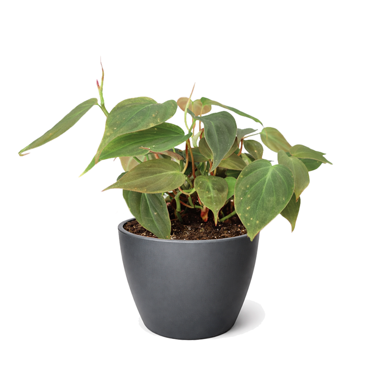 Philodendron Micans, Colorful Foliage Houseplants, Best Houseplants for Beginners, Easy Care Houseplants, How to Care for Philodendron Micans