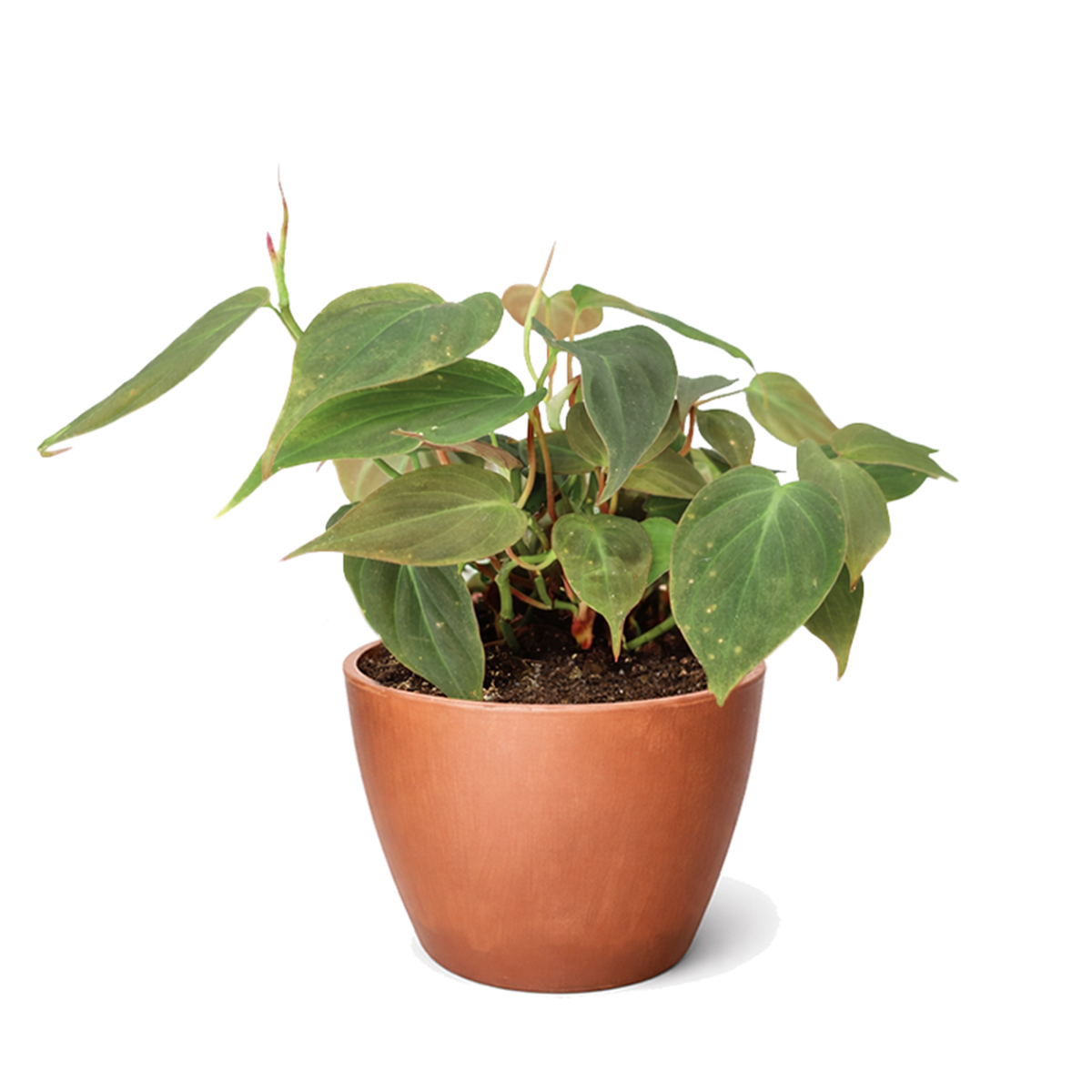 Philodendron Micans, Colorful Foliage Houseplants, Best Houseplants for Beginners, Easy Care Houseplants, How to Care for Philodendron Micans