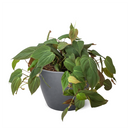 Philodendron Micans, Colorful Foliage Houseplants, Best Houseplants for Beginners, Easy Care Houseplants, How to Care for Philodendron Micans