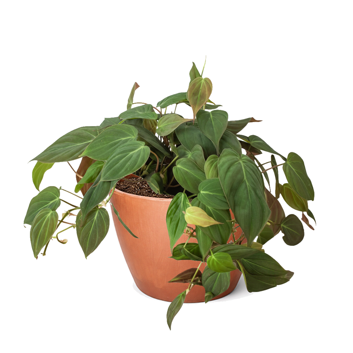 Philodendron Micans, Colorful Foliage Houseplants, Best Houseplants for Beginners, Easy Care Houseplants, How to Care for Philodendron Micans
