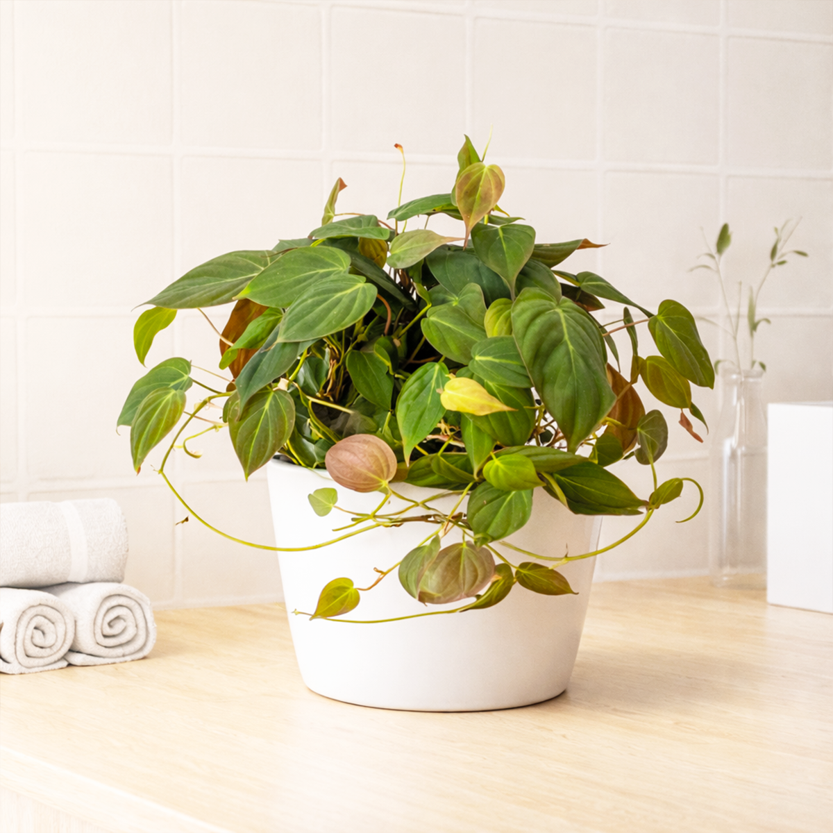 Philodendron Micans, Colorful Foliage Houseplants, Best Houseplants for Beginners, Easy Care Houseplants, How to Care for Philodendron Micans