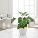 Rare Philodendron Verrucosum grower pot for Sale, Stunning Velvet Climbing Plant, Rare climbing aroids, Philodendron with fuzzy stems