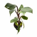 6 inch Philodendron &#39;White Knight&#39;, rare tropical plants, large houseplants for sale, buy live plants online