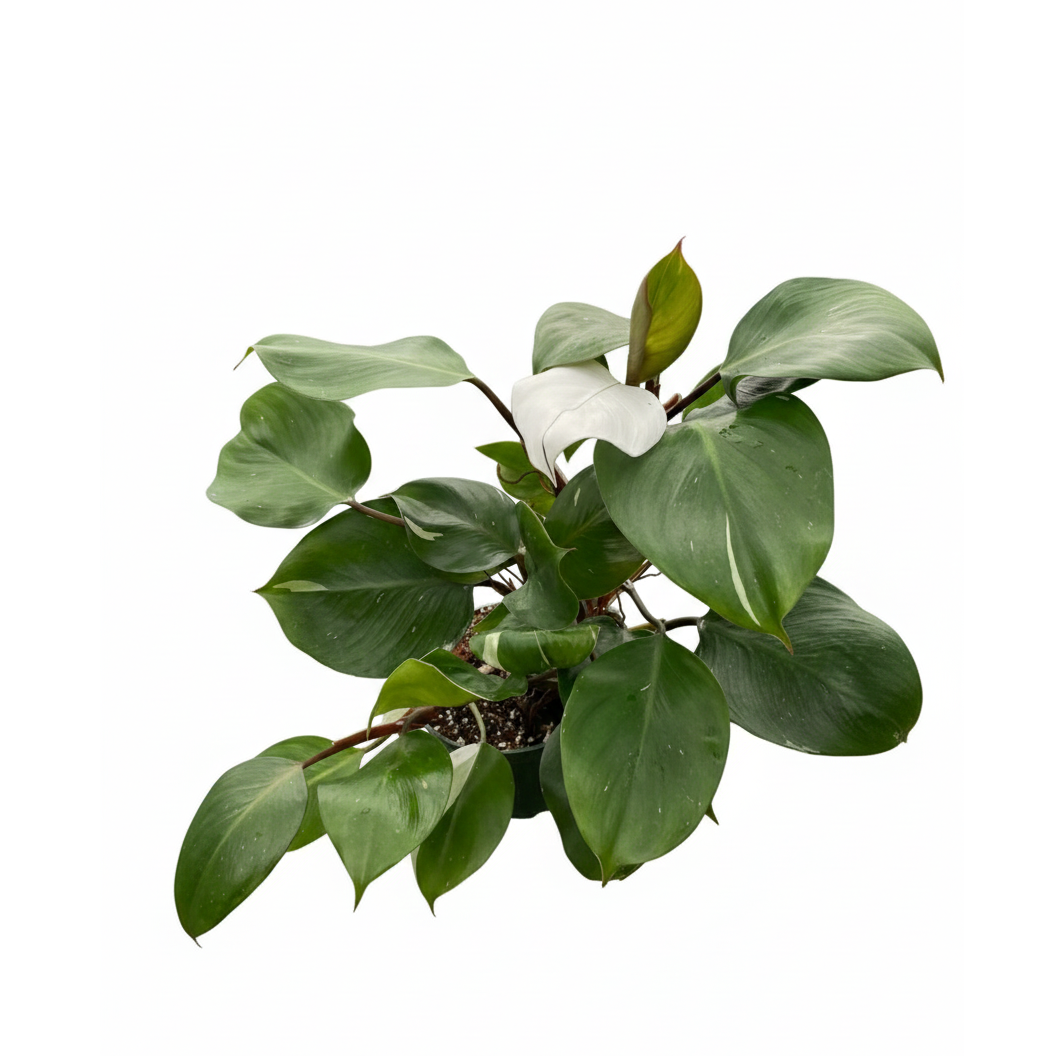 6 inch Philodendron &#39;White Knight&#39;, rare tropical plants, large houseplants for sale, buy live plants online