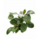 6 inch Philodendron &#39;White Knight&#39;, rare tropical plants, large houseplants for sale, buy live plants online