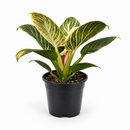 buy Philodendron White Measure live houseplant 4" pot online, forest green and white variegated leaves, compact trailing growth form, naturally humidifies indoor air, thrives in low light and office settings, perfect for modern home decor, ideal living gift for plant lovers
