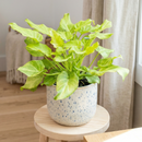 Buy Philodendron Xanadu Variegated rare tropical houseplant online, Philodendron Xanadu Variegated easy care tropical plant for beginners, Philodendron Xanadu Variegated low maintenance indoor greenery