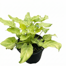 Buy Philodendron Xanadu Variegated rare tropical houseplant online, Philodendron Xanadu Variegated easy care tropical plant for beginners, Philodendron Xanadu Variegated low maintenance indoor greenery
