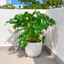Philodendron ‘Little Hope', 6 inch houseplants, easy to care indoor plants, buy large live plants online