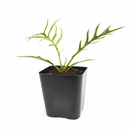 Philodendron 'Tortum' live plant for sale, premium philodendron collection plant, ornamental tropical greenery, houseplant for plant lovers and collectors, elegant indoor jungle centerpiece