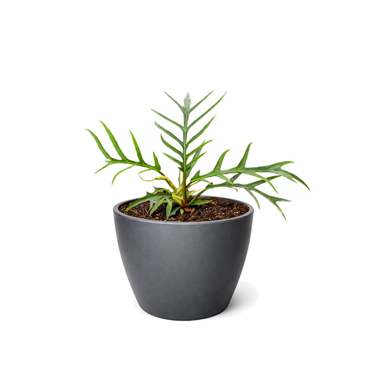 Philodendron 'Tortum' live plant for sale, elegant lacy leaf tropical plant, indoor jungle plant decor, fast growing tropical houseplant, low maintenance indoor foliage plant