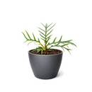 Philodendron 'Tortum' live plant for sale, premium philodendron collection plant, ornamental tropical greenery, houseplant for plant lovers and collectors, elegant indoor jungle centerpiece