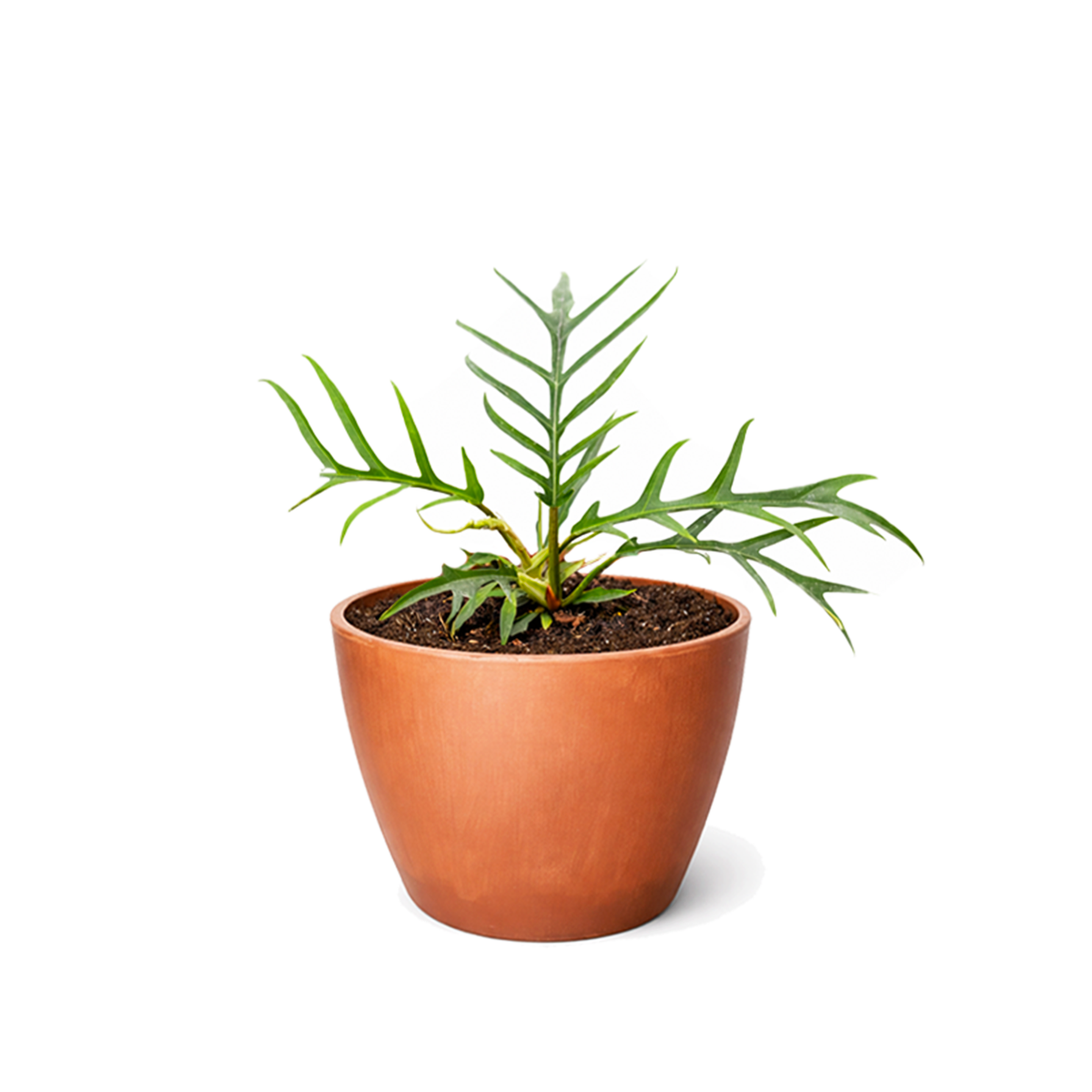 Philodendron 'Tortum' live plant for sale, decorative potted philodendron, architectural tropical foliage plant, nursery grown philodendron plant, exotic rainforest houseplant