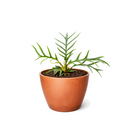 Philodendron 'Tortum' live plant for sale, premium philodendron collection plant, ornamental tropical greenery, houseplant for plant lovers and collectors, elegant indoor jungle centerpiece