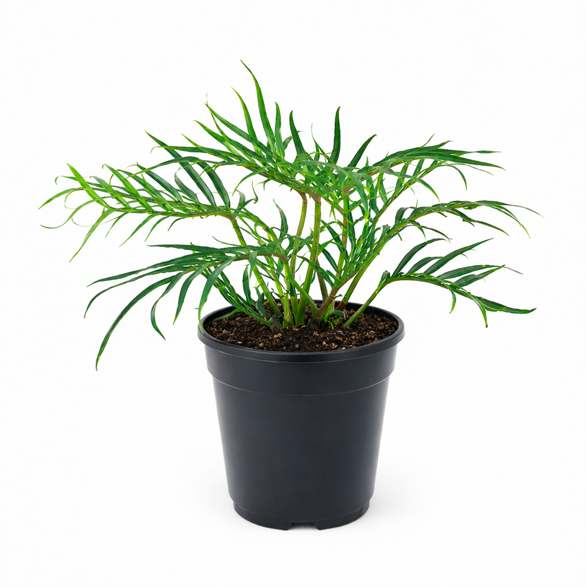 Philodendron 'Tortum' live plant for sale, collectible rare aroid species, lush green indoor plant, unique split leaf philodendron, indoor plant for contemporary interiors