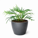 Philodendron 'Tortum' live plant for sale, premium philodendron collection plant, ornamental tropical greenery, houseplant for plant lovers and collectors, elegant indoor jungle centerpiece