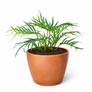 Philodendron 'Tortum' live plant for sale, premium philodendron collection plant, ornamental tropical greenery, houseplant for plant lovers and collectors, elegant indoor jungle centerpiece