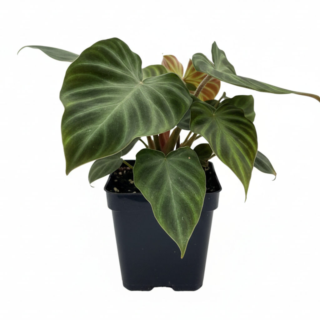 Philodendron Verrucosum (Ecuador Philodendron) with Velvety Heart-Shaped Leaves 4 inch decorative pot, Tropical plants for high humidity