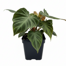 Philodendron Verrucosum (Ecuador Philodendron) with Velvety Heart-Shaped Leaves 4 inch decorative pot, Tropical plants for high humidity