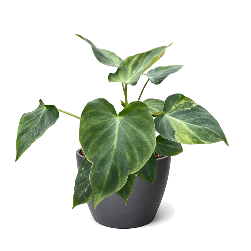 Philodendron Verrucosum (Ecuador Philodendron) with Velvety Heart-Shaped Leaves 4 inch decorative pot, Tropical plants for high humidity