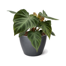 Philodendron Verrucosum (Ecuador Philodendron) with Velvety Heart-Shaped Leaves 4 inch decorative pot, Tropical plants for high humidity