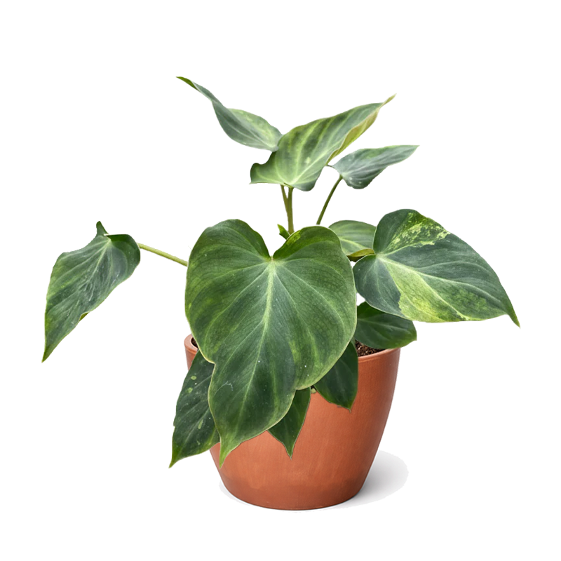 Philodendron Verrucosum (Ecuador Philodendron) with Velvety Heart-Shaped Leaves 4 inch decorative pot, Tropical plants for high humidity