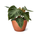 Philodendron Verrucosum (Ecuador Philodendron) with Velvety Heart-Shaped Leaves 4 inch decorative pot, Tropical plants for high humidity
