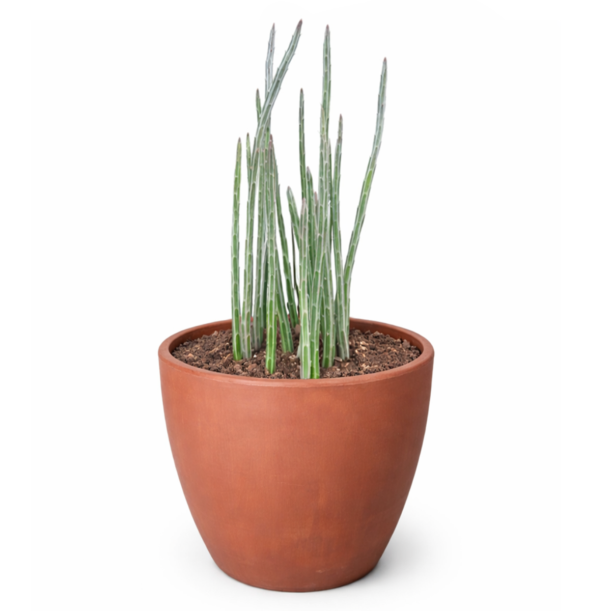 pickle plant, stapelia stemmed senecio, stapelioid kleinia, trailing jade, spider plant, inch worm, candle stick, candle plant, succulent box, succulent green, succulent planter, succulent nursery, growing succulent, live potted plant