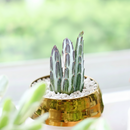 6 inch Pickle Plant Kleinia Stapeliiformis Cactus, unique large succulents, indoor succulents for sale