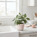 Pilea Aluminum 4 inch grower pot for sale online, Silver leaf indoor plants for home office decoration