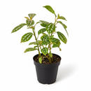 Pilea Aluminum 4 inch grower pot for sale online, Silver leaf indoor plants for home office decoration