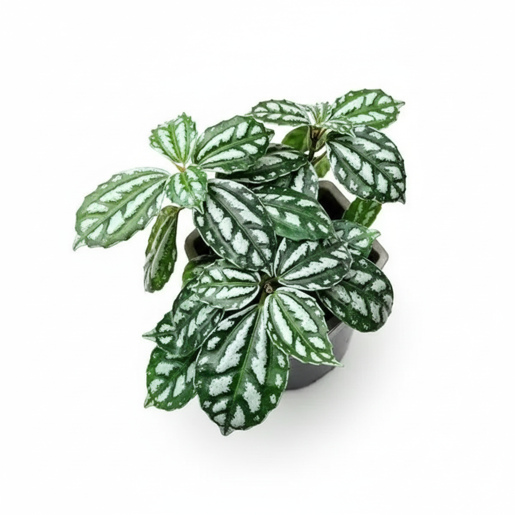 Pilea Aluminum with unique silver-splashed leaves in 4 inch grower pot, pet-friendly live plant for desks and terrariums