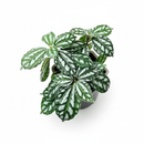 Pilea Aluminum 4 inch grower pot for sale online, Silver leaf indoor plants for home office decoration