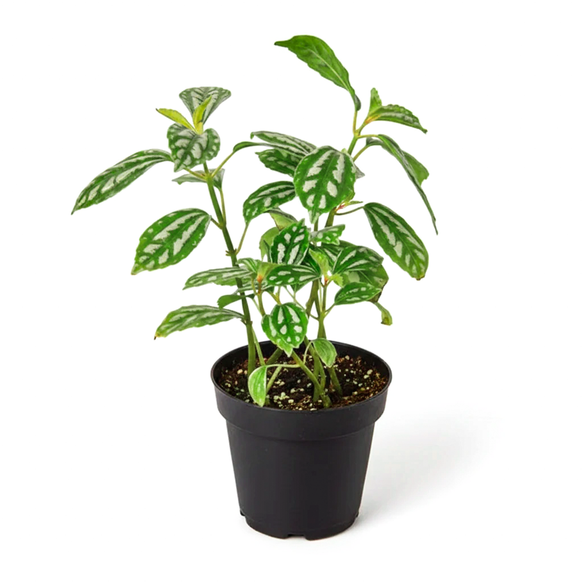 Pilea ‘Aluminum’ Live Plant in decorative pink ceramic pot, Silver Splashed Tropical Houseplant for home decoration, Shimmering Silver Non-Toxic Houseplant to grow at home