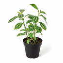 Pilea ‘Aluminum’ Live Plant in decorative pink ceramic pot, Silver Splashed Tropical Houseplant for home decoration, Shimmering Silver Non-Toxic Houseplant to grow at home