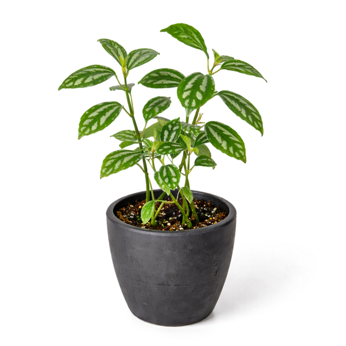 Pilea ‘Aluminum’ Live Plant in decorative pink ceramic pot, Silver Splashed Tropical Houseplant for home decoration, Shimmering Silver Non-Toxic Houseplant to grow at home