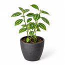 Pilea ‘Aluminum’ Live Plant in decorative pink ceramic pot, Silver Splashed Tropical Houseplant for home decoration, Shimmering Silver Non-Toxic Houseplant to grow at home