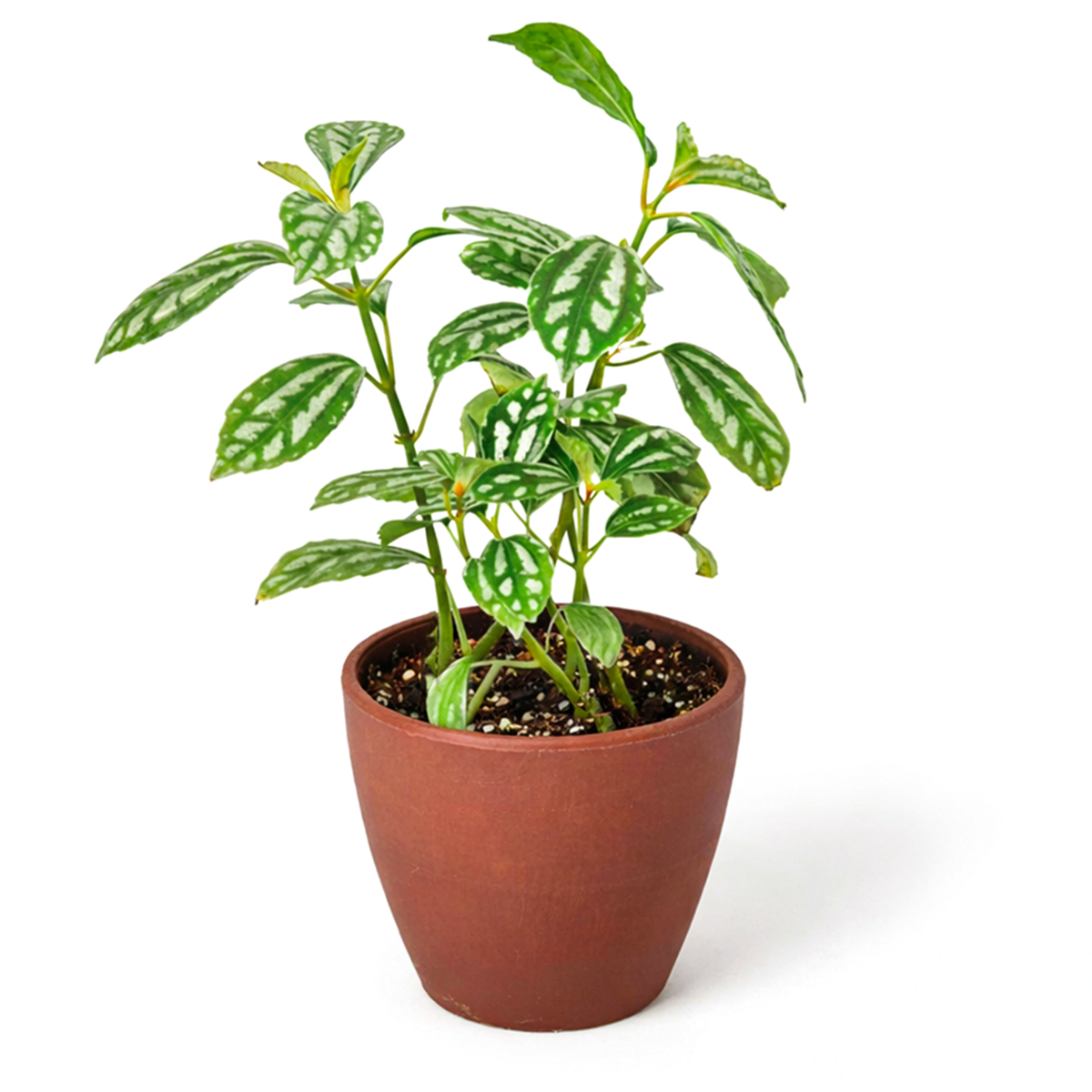 Pilea ‘Aluminum’ Live Plant in decorative pink ceramic pot, Silver Splashed Tropical Houseplant for home decoration, Shimmering Silver Non-Toxic Houseplant to grow at home