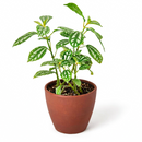 Pilea ‘Aluminum’ Live Plant in decorative pink ceramic pot, Silver Splashed Tropical Houseplant for home decoration, Shimmering Silver Non-Toxic Houseplant to grow at home