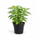 Pilea ‘Aluminum’ Live Plant in decorative pink ceramic pot, Silver Splashed Tropical Houseplant for home decoration, Shimmering Silver Non-Toxic Houseplant to grow at home