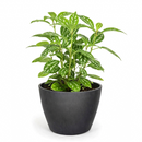 Pilea ‘Aluminum’ Live Plant in decorative pink ceramic pot, Silver Splashed Tropical Houseplant for home decoration, Shimmering Silver Non-Toxic Houseplant to grow at home