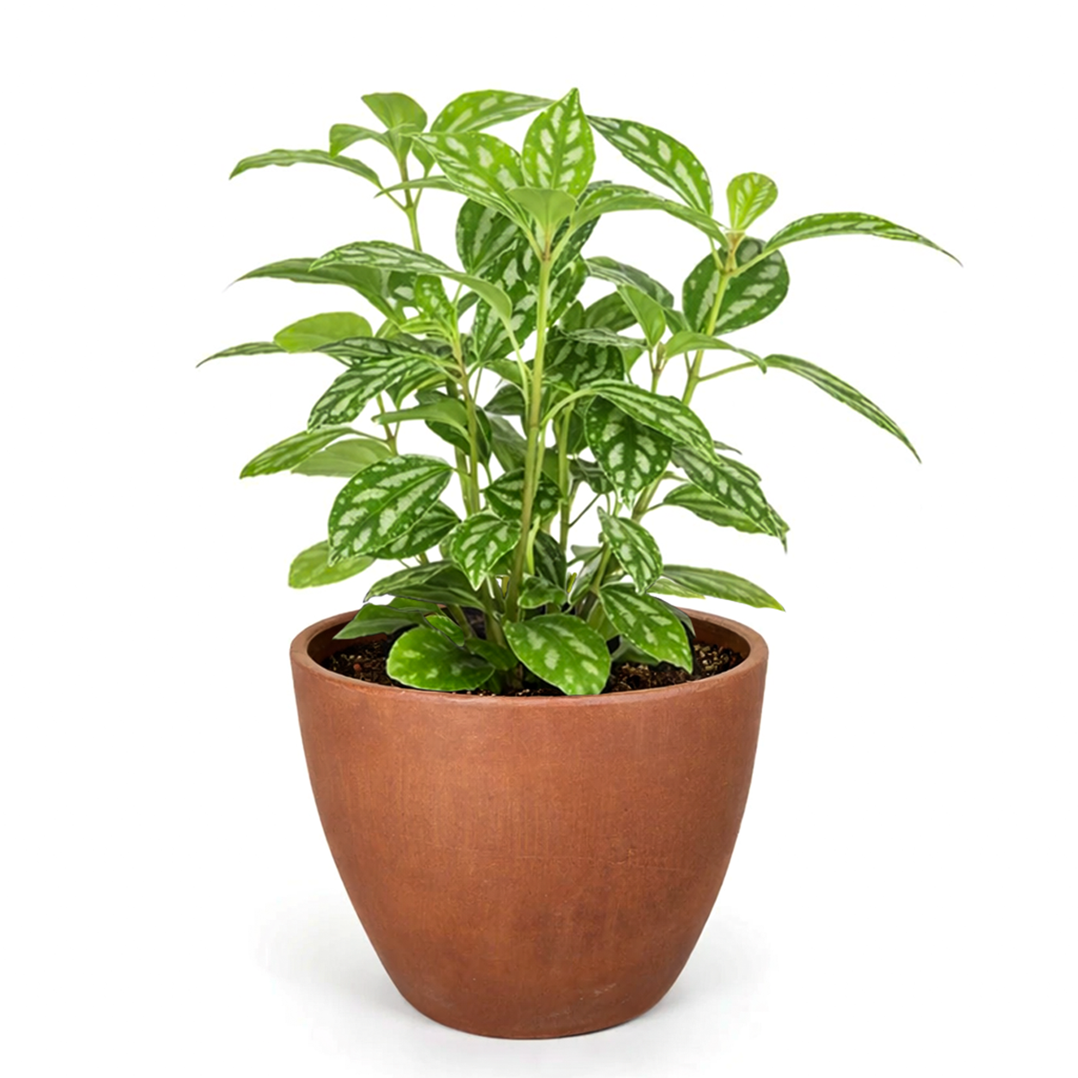 Pilea ‘Aluminum’ Live Plant in decorative pink ceramic pot, Silver Splashed Tropical Houseplant for home decoration, Shimmering Silver Non-Toxic Houseplant to grow at home
