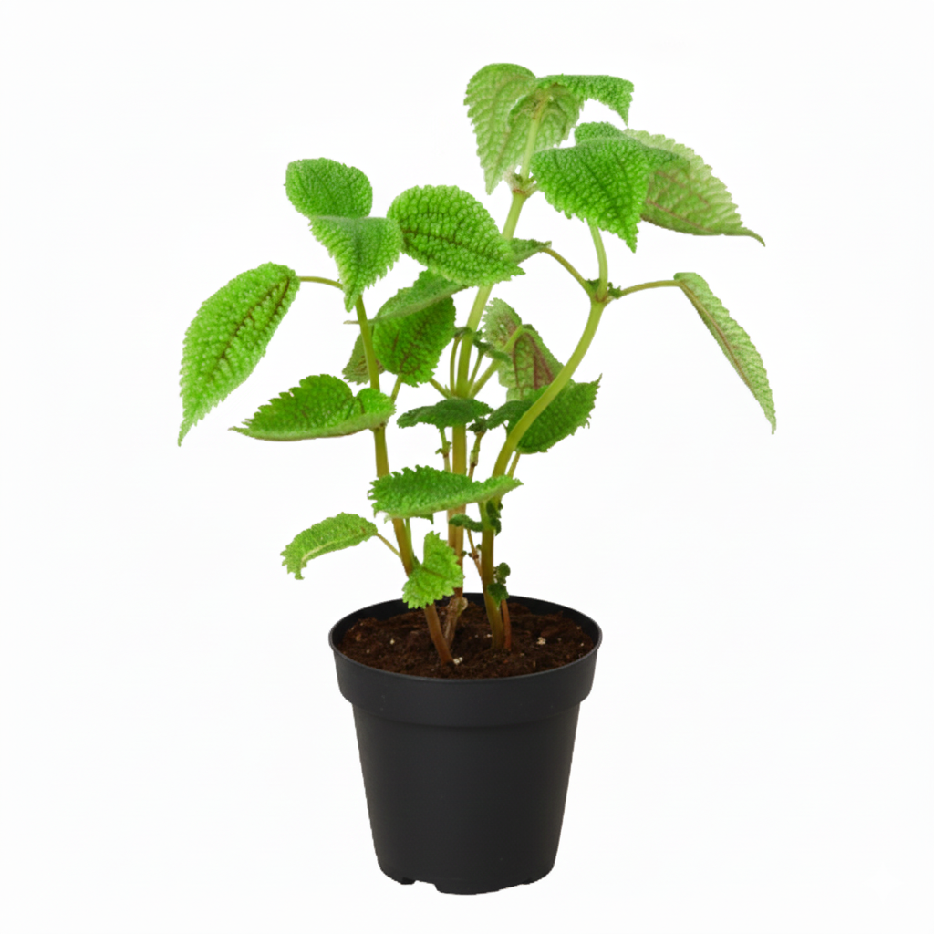 4 inch Pilea 'Moon Valley', Friendship plant, Tropical foliage plant, Air-purifying plant


