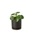 how to care for Pilea peperomioides Chinese Money Plant, houseplant gift ideas, special houseplants for home and office, bright light houseplant