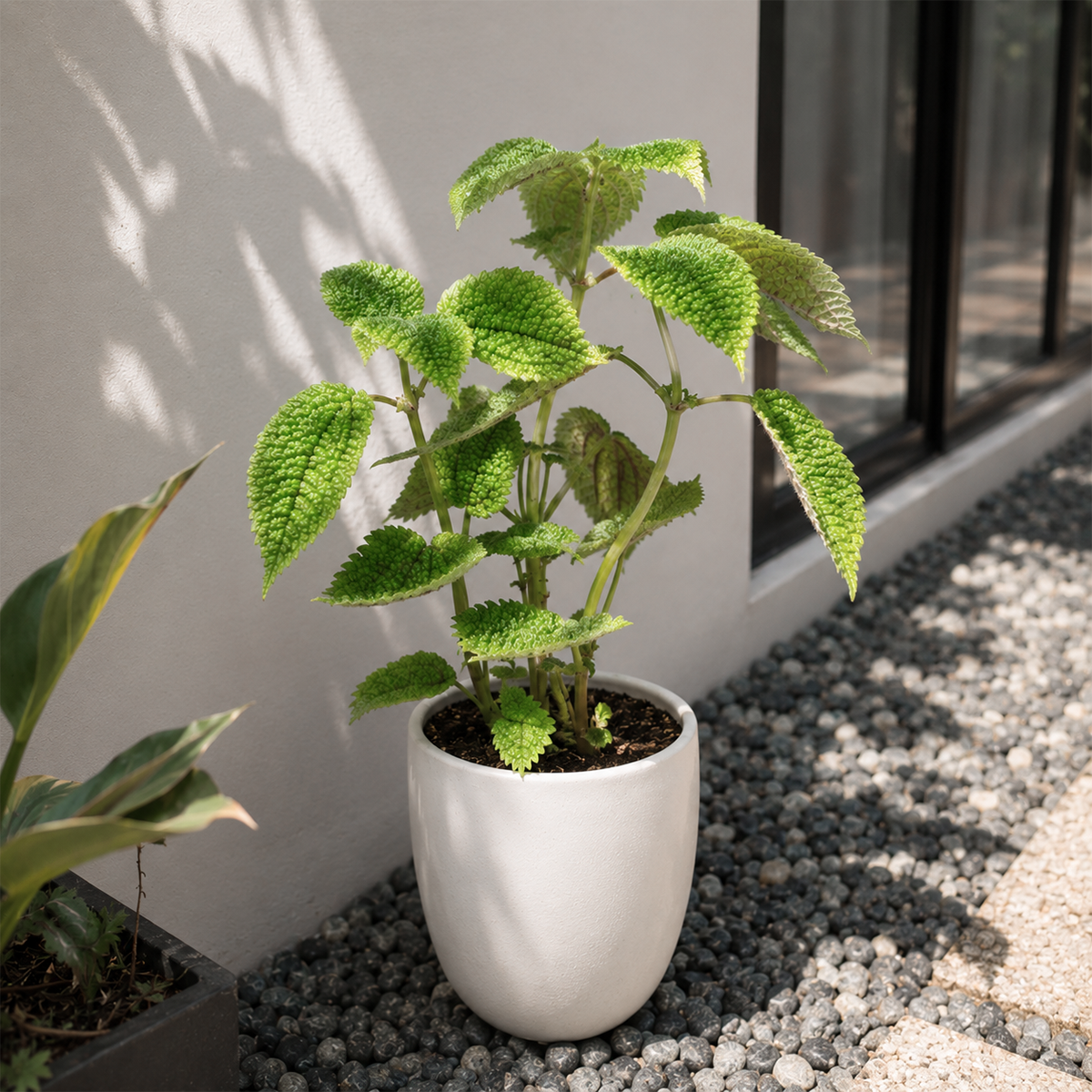 buy Pilea 'Moon Valley' 4 inch online, pet friendly houseplant, exotic collector foliage plant, nursery grown tropical plant, indoor jungle plant collection, compact tabletop houseplant, vibrant textured foliage display, tropical plant for bright indirect light